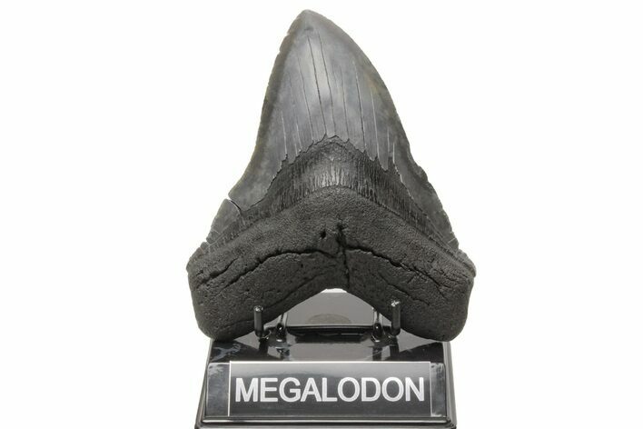 Serrated, Fossil Megalodon Tooth - South Carolina #214684